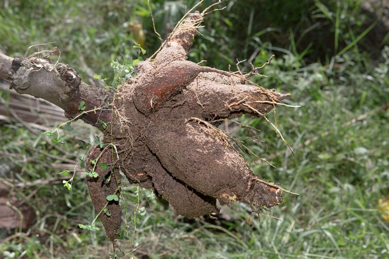 Agriculture below the Sea Level in Kuttanad, Alappuzha district, Kerala - freshly uprooted crop of Cassava